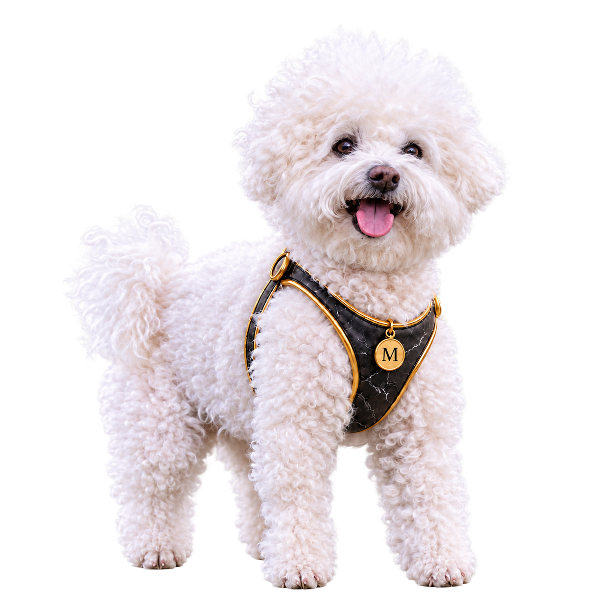 Baba, your creative companion, in her black and gold MarbleLens harness.